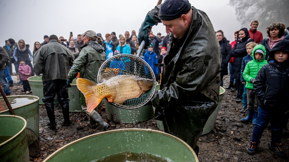 Foto: Kapři, štiky i candáti, podívejte se na výlov ryb pro štědrovečerní stůl